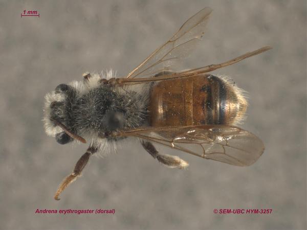 Photo of Andrena erythrogaster by Spencer Entomological Museum